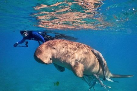 Speedboat Snorkelling Trip with Dougong