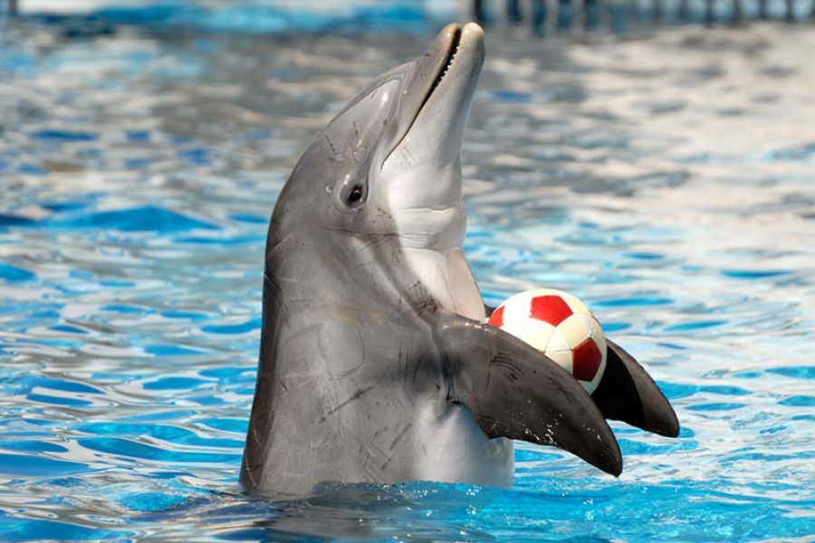 Dolphin Show