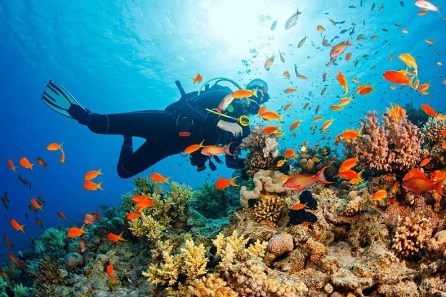 Specialty Underwater Videographer Course