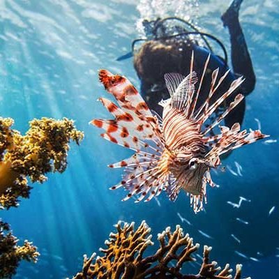 Diving In Red Sea