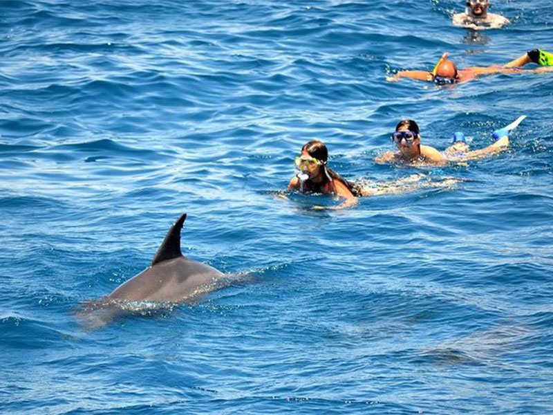 Dolphin Boat Trip